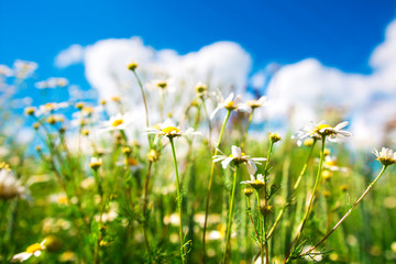Fototapeta premium Chamomile flowers on fresh spring meadow on sunny day background.