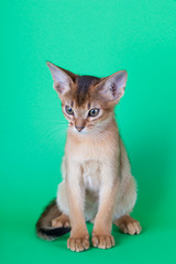 An little abyssinian ruddy cat, kitty
