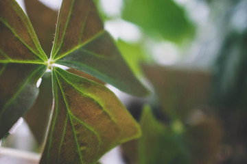 Green leaf texture. Leaf nature texture background