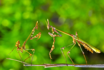 Close up of pair of Beautiful European mantis ( Mantis religiosa )