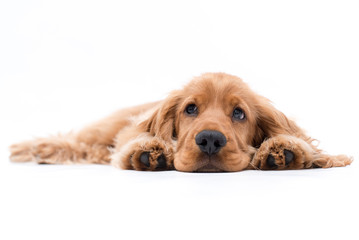a puppy cocker spaniel photo shoot isolated on white background