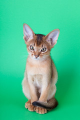 An little abyssinian ruddy cat, kitty