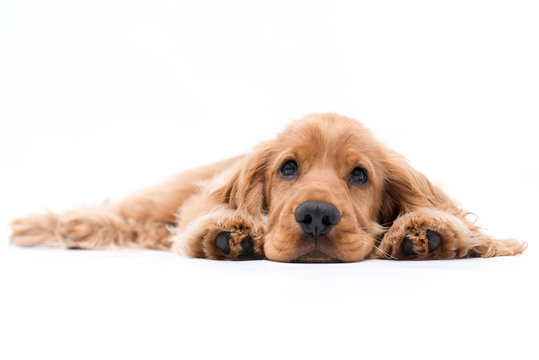 a puppy cocker spaniel photo shoot isolated on white background