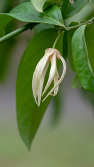 Desmos chinensis.The yellowish-green flowers are similar to the Ylang-ylang flowers, therefore this plant is sometimes known as dwarf ylang-ylang.