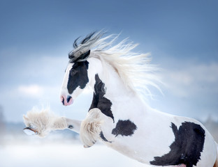 irish cob mare rearing portrait in winter meadow - 244709967