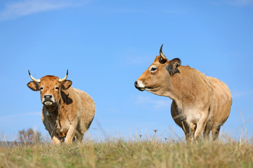 Vaches de race Aubrac. Aveyron, Auvergne