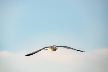 Gull flying