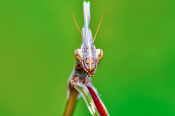 Close up of pair of Beautiful European mantis ( Mantis religiosa )