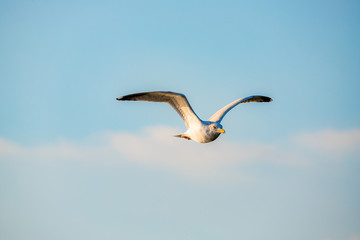 Herring gull in flight
