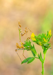 Close up of pair of Beautiful European mantis ( Mantis religiosa )