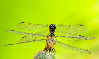 Macro shots, Beautiful nature scene dragonfly. 