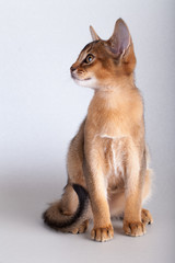 An little  abyssinian ruddy cat, kitty