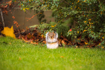 Brown squirrel eating nut closeup fluffy zoom sunny day green grass