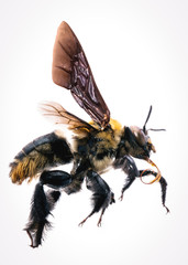 Photos of bee flying with white background, bee isolated, macro photography of bee in high resolution, dangerous bees.