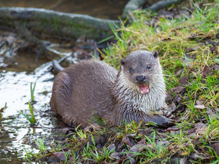 Eurasian otter (Lutra lutra)