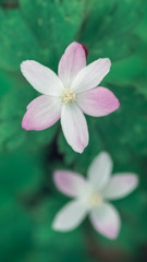 Obraz premium Beautiful wildflower named 