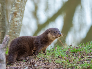 Young eurasian otter (Lutra lutra) cub
