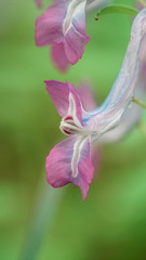 Flower of Corydalis yanhusuo, which is an important therapeutic agent in traditional Chinese medicine