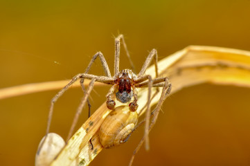 Beautiful spider on a spider web- Stock Image     