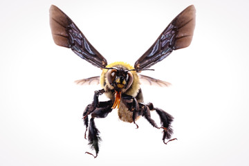 Photos of bee flying with white background, bee isolated, macro photography of bee in high resolution, dangerous bees.