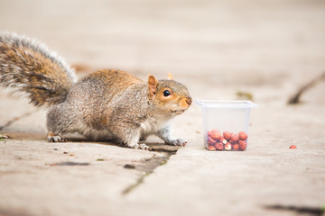 Brown squirrel eating nut closeup fluffy zoom sunny day green grass