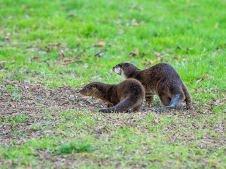 Eurasian otter (Lutra lutra) mother and cub