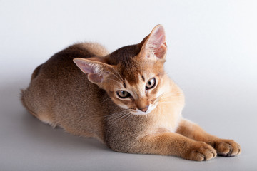 An little  abyssinian ruddy cat, kitty