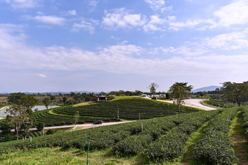 Naklejka premium Tea plantations in Chieng rai, Thailand.