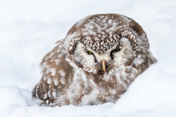 Boreal owl