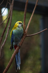 pale-headed rosella (Platycercus adscitus)  Australian bird perching