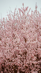 Prunus davidian, also known by the common names David's peach and Chinese wild peach.