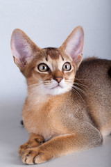 An little  abyssinian ruddy cat, kitty