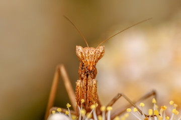Close up of pair of Beautiful European mantis ( Mantis religiosa )