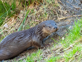 Young eurasian otter (Lutra lutra) cub
