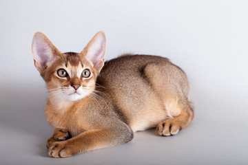 Fototapeta na wymiar An little abyssinian ruddy cat, kitty