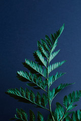 Fern twig presented on a blue background with copy space. Natural background of green plant. Flat lay