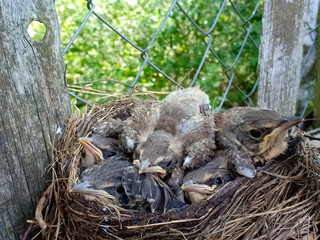 baby bird