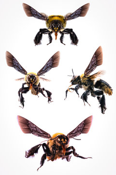 Pictures of many flying bee with white background, isolated bees, macro photography of bees in high resolution, flying dangerous bees.