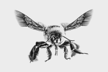 Photos of bee with white background, bee isolated, macro photography of bee in high resolution, nature photography in black and white.