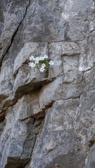 Beautiful wild flower Clematis acerifolia, growing on a cliff.