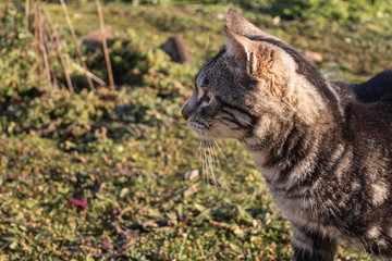 close up photo of cat in the garden looking to the left