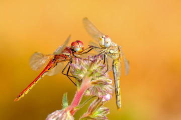 Macro shots, Beautiful nature scene dragonfly. 