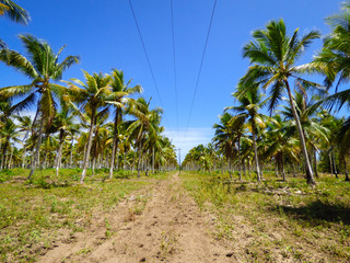 Fototapeta premium Coconut tree plantation on Itamaraca island - Pernambuco, Brazil
