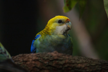 pale-headed rosella (Platycercus adscitus)  Australian bird head shot