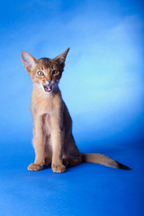 An little male  abyssinian ruddy cat, kitty