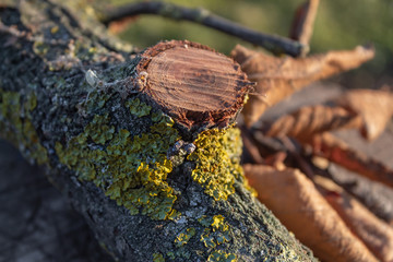 dry wooden branch covered in moss