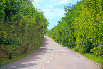 Fototapeta na wymiar Asphalt road and green roadsides with bushes. Empty highway