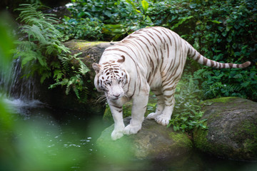 White tiger on the move 