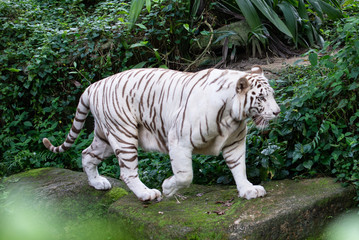 Fototapeta na wymiar White tiger on the move 