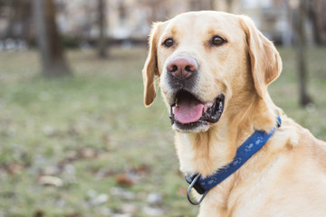 Smiling labrador dog in the city park